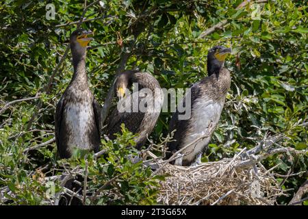 Eine Gruppe junger Kormorane, die im Nest ruhen, sonniger Tag im Sommer in Nordfrankreich Stockfoto