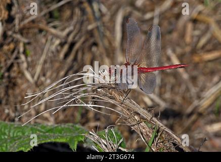 Rot-geäderte Darter (Sympetrum fonscolonbii) erwachsener Mann in Ruhe auf toter Vegetation Eccles-on-Sea, Norfolk, Vereinigtes Königreich. Juli Stockfoto