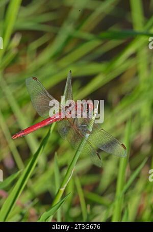 Rot-geäderter Darter (Sympetrum fonscolonbii), erwachsener Mann in Ruhe auf Schilf Eccles-on-Sea, Norfolk, Großbritannien. Juli Stockfoto