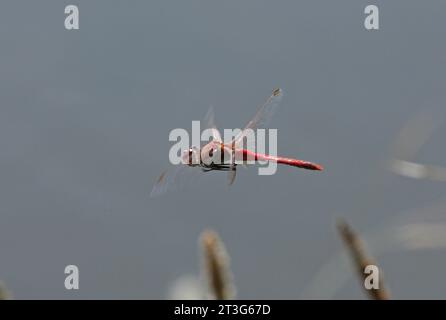 Roter Darter (Sympetrum fonscolonbii) erwachsener Mann im Flug Eccles-on-Sea, Norfolk, Vereinigtes Königreich. Juni Stockfoto