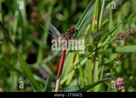 Rot-geäderter Darter (Sympetrum fonscolonbii) erwachsener Mann in Ruhe Eccles-on-Sea, Norfolk, Vereinigtes Königreich. August Stockfoto