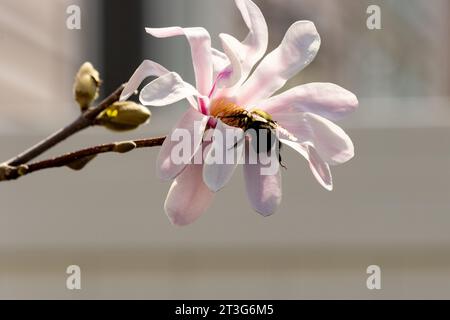 Eine Hummel sammelt im Frühjahr Pollen aus einer Magnolienblüte Stockfoto