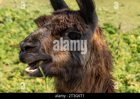 Ein Kastanienalpaca zerkleinert sich auf Gras mit hängender Zunge Stockfoto