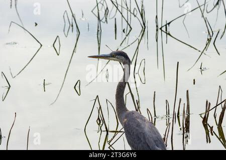 Ein großer blauer Reiher steht in einem Teich und jagt nach Fischen Stockfoto