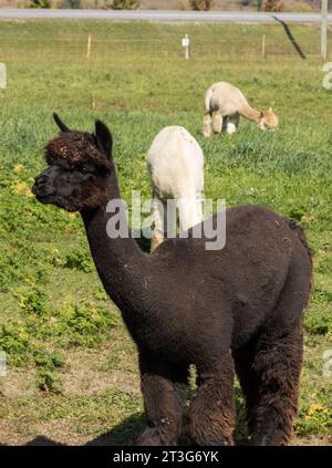 Ein Protrait einer Ebenholzalpaka mit weidenden Alpakas im Hintergrund Stockfoto