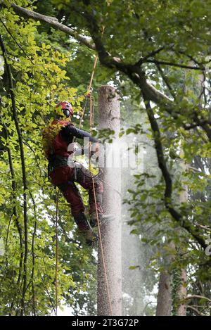 Aborist Arbeitet In Der Höhe Während Der Baumpflege Und Baumschnitt Aborist Arbeitet In Der Höhe Während Der Baumpflege Credit: Imago/Alamy Live News Stockfoto