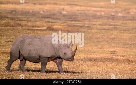 Tiere im Maasai Mara National Park, Kenia: Nashörner gehen Stockfoto