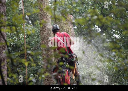 Aborist Arbeitet In Der Höhe Während Der Baumpflege Und Baumschnitt Aborist Arbeitet In Der Höhe Während Der Baumpflege Credit: Imago/Alamy Live News Stockfoto