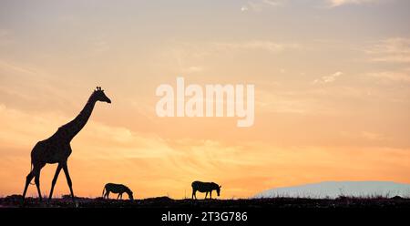 Tiere im Maasai Mara National Park, Kenia: Eine Giraffe und zwei Zebras genießen das Morgenlicht Stockfoto