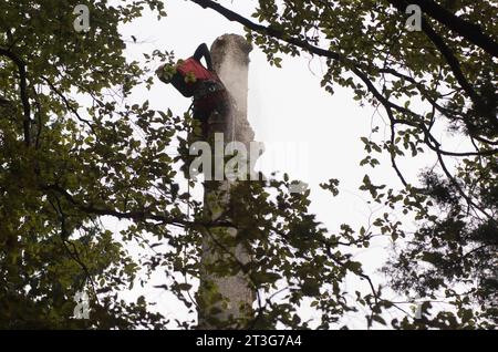 Aborist in der Höhe bei der Baumpflege und beim Baumschnitt Aborist in der Höhe bei der Baumpflege Stockfoto