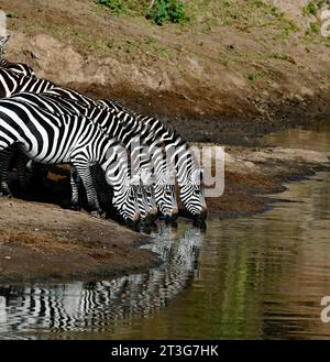 Tiere im Maasai Mara National Park, Kenia: Zebras trinken Wasser aus dem Fluss Mara Stockfoto
