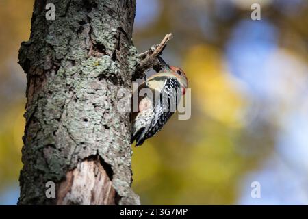 Rotbauchspecht sitzt an einem sonnigen Herbstnachmittag auf einem Baum Stockfoto