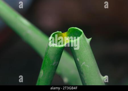 Ein grüner Bambusstamm mit einem gebrochenen Abschnitt, der den Hohlkern der Pflanze freigibt. Stockfoto