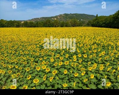 Frankreich, Alpes de Haute Provence, Bras d'Asse, Sonnenblumenfeld (Luftaufnahme) (Luftaufnahme) Stockfoto