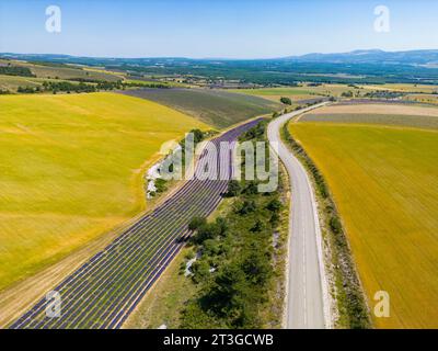 Frankreich, Drome, Drome Provencale, Sault, Ferrassieres, Lavendelfeld Stockfoto