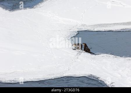 USA, Wyoming, Yellowstone National Park, der von der UNESCO zum Weltkulturerbe erklärt wurde, River Otter (Lontra canadensis), am Yellowstone River, in der Nähe des Otter Creek Stockfoto