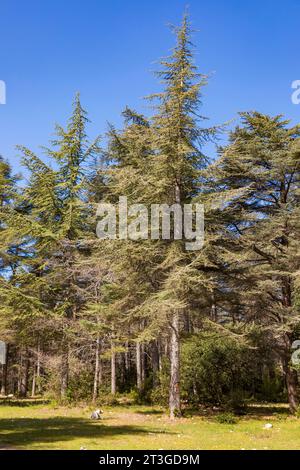 Frankreich, Vaucluse, Parc Naturel Regional du Luberon (Naturpark Luberon), Lacoste, Foret de Cedres du Petit Luberon (Zedernwald von Petit Luberon), Atlas Zedern (Cedrus atlantica) Stockfoto