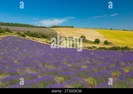 Frankreich, Drome, Drome Provencale, Sault, Ferrassieres, Lavendelfeld Stockfoto