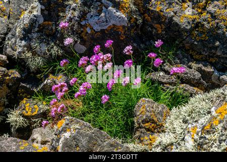 Sekt, gefangen mit Sommersonne in einer Höhle, umgeben von Felsen. Stockfoto