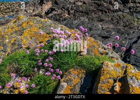 Mit Flechten bedeckte Felsen mit Sommersonne. Stockfoto