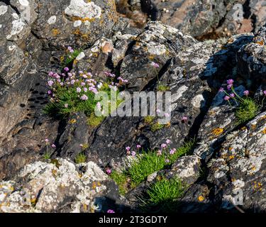 Sekt, gefangen mit Sommersonne auf Felsen. Stockfoto