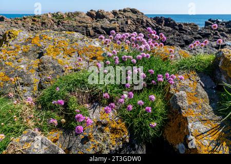 Mit Sommersonnenschein auf Felsen am Meer gefangen. Stockfoto