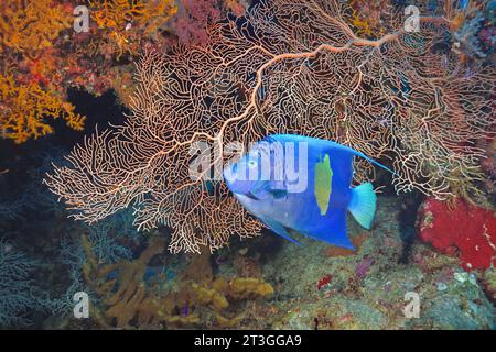 Ägypten, Rotes Meer, ein gelblicher Engelsfisch (Pomacanthus maculosus) auf einem Hintergrund von riesigen Meeresfächerkorallen (Annella mollis) Stockfoto