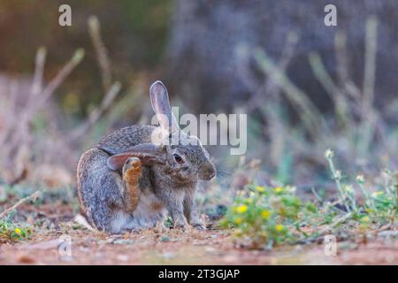 Spanien, Provinz Castilla-La Mancha, Privatbesitz, Wildkaninchen (Oryctolagus cuniculus), sich selbst pflegen, sich am Ohr kratzen, Stockfoto