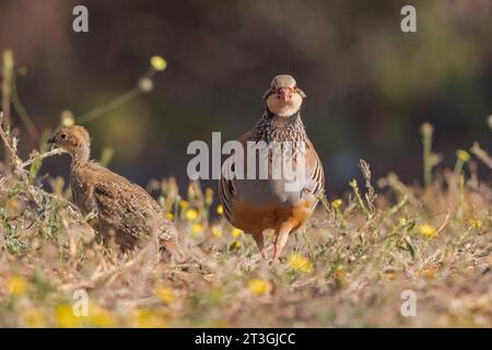 Europa, Spanien, Castilla - La Mancha, Penalajo, Roter Rebhühner (Alectoris rufa), am Boden, Erwachsene weibliche mit Jugendlichen Stockfoto