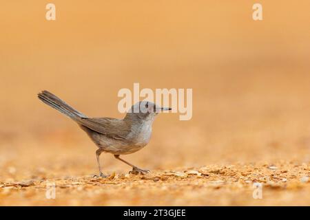 , Spanien, Provinz Castilla-La Mancha, sardischer Grasfänger (Curruca melanocephala), weiblich, in der Nähe eines Wasserlochs Stockfoto