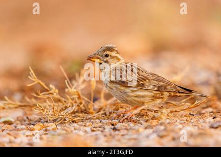 Spanien, Provinz Castilla-La Mancha, Privatbesitz, Steinsperling (Petronia petronia), auf der Suche nach Saatgut am Boden, Stockfoto