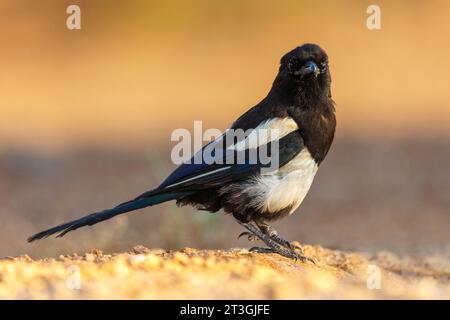 Europa, Spanien, Castilla, Penalajo, Europäische Elster (Pica pica), am Boden Stockfoto