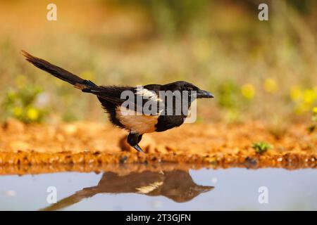 Europa, Spanien, Castilla, Penalajo, Europäische Elster (Pica pica), auf dem Boden, trinken aus einem Wasserloch Stockfoto