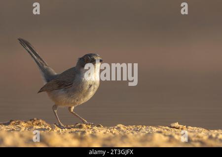 , Spanien, Provinz Castilla-La Mancha, sardischer Grasfänger (Curruca melanocephala), weiblich, in der Nähe eines Wasserlochs Stockfoto