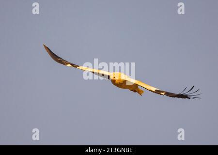 Spanien, Castilla y Leon, Provinz Leon, Boca del Huergano, Spanien, Castilla y Leon, Provinz Leon, Boca del Huergano, ägyptischer Geier (Neophron percnopterus), auf einem Futterplatz, im Flug Stockfoto