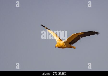 Spanien, Castilla y Leon, Provinz Leon, Boca del Huergano, Spanien, Castilla y Leon, Provinz Leon, Boca del Huergano, ägyptischer Geier (Neophron percnopterus), auf einem Futterplatz, im Flug Stockfoto