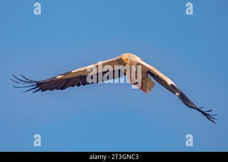 Spanien, Castilla y Leon, Provinz Leon, Boca del Huergano, Spanien, Castilla y Leon, Provinz Leon, Boca del Huergano, ägyptischer Geier (Neophron percnopterus), auf einem Futterplatz, im Flug Stockfoto