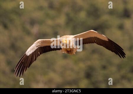 Spanien, Castilla y Leon, Provinz Leon, Boca del Huergano, Spanien, Castilla y Leon, Provinz Leon, Boca del Huergano, ägyptischer Geier (Neophron percnopterus), auf einem Futterplatz, im Flug Stockfoto