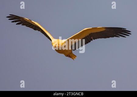 Spanien, Castilla y Leon, Provinz Leon, Boca del Huergano, Spanien, Castilla y Leon, Provinz Leon, Boca del Huergano, ägyptischer Geier (Neophron percnopterus), auf einem Futterplatz, im Flug Stockfoto