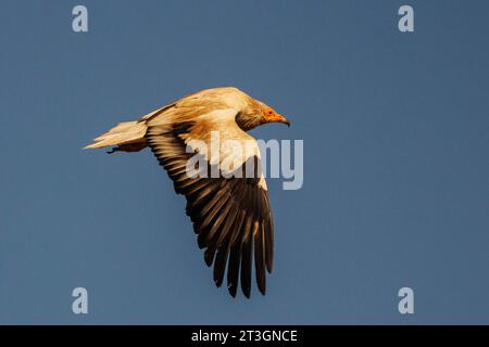 Spanien, Castilla y Leon, Provinz Leon, Boca del Huergano, Spanien, Castilla y Leon, Provinz Leon, Boca del Huergano, ägyptischer Geier (Neophron percnopterus), auf einem Futterplatz, im Flug Stockfoto