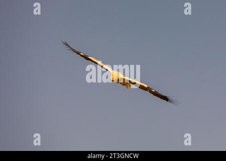 Spanien, Castilla y Leon, Provinz Leon, Boca del Huergano, Spanien, Castilla y Leon, Provinz Leon, Boca del Huergano, ägyptischer Geier (Neophron percnopterus), auf einem Futterplatz, im Flug Stockfoto