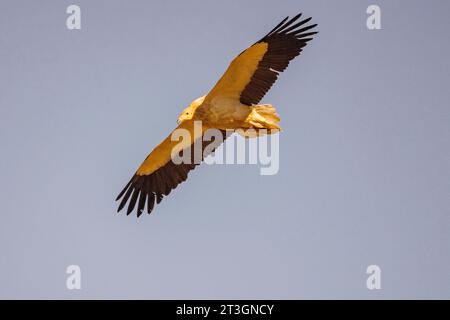 Spanien, Castilla y Leon, Provinz Leon, Boca del Huergano, Spanien, Castilla y Leon, Provinz Leon, Boca del Huergano, ägyptischer Geier (Neophron percnopterus), auf einem Futterplatz, im Flug Stockfoto