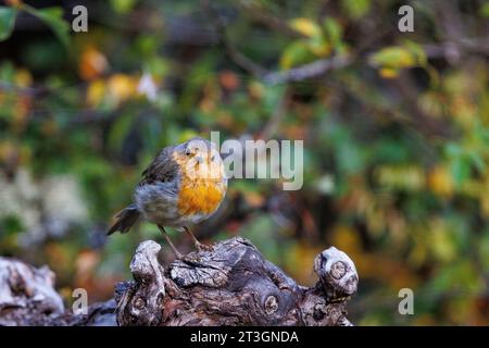 Spanien, Castilla y Leon, Provinz Leon, Boca del Huergano, junger Europäischer robin (Erithacus rubecula) Stockfoto