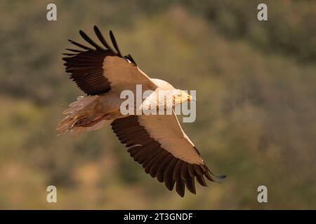 Spanien, Castilla y Leon, Provinz Leon, Boca del Huergano, Spanien, Castilla y Leon, Provinz Leon, Boca del Huergano, ägyptischer Geier (Neophron percnopterus), auf einem Futterplatz, im Flug Stockfoto