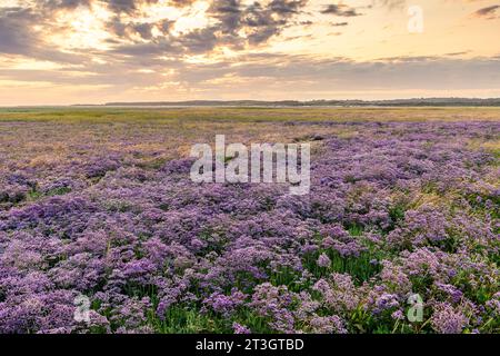 Frankreich, Somme, Baie de Somme, Le Crotoy, Meereslilaken an den Maye-Stränden im Naturschutzgebiet Stockfoto