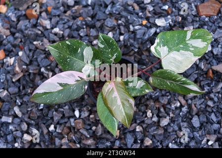 Philodendrone rosa Prinzessin Marmor König Stockfoto