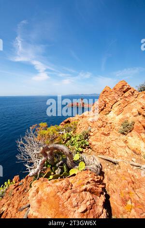 Frankreich, Var, Saint-Raphael, Corniche d'Or oder Corniche de l'Esterel, Wanderung zum Kap Dramont, Blick über die Ile d'Or und den Sarazenenturm Stockfoto