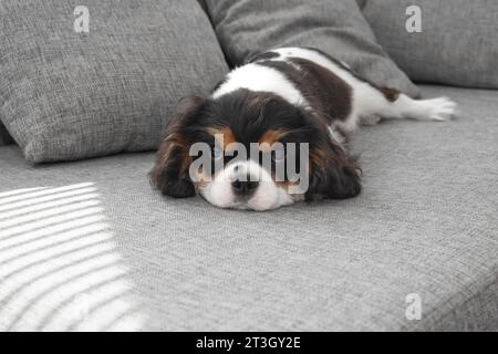 Porträt des gutaussehenden Cavalier Spaniel. Der süße Welpe liegt auf der Couch. Der neugierige Hundelavalier Charles King Spaniel liegt auf der Couch und schaut auf die Couch Stockfoto