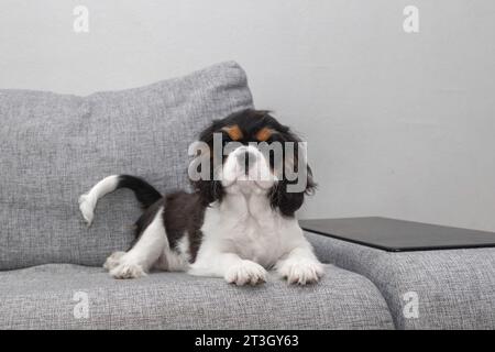 Porträt des gutaussehenden Cavalier Spaniel. Der süße Welpe liegt auf der Couch. Der neugierige Hundelavalier Charles King Spaniel liegt auf der Couch und schaut auf die Couch Stockfoto