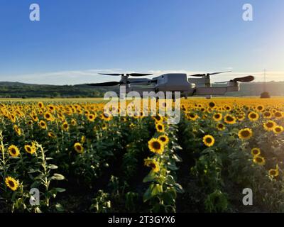 Drohne, die über Sonnenblumenfeld schwebt, Konzept des Einsatzes von Drohnen in der Landwirtschaft Stockfoto